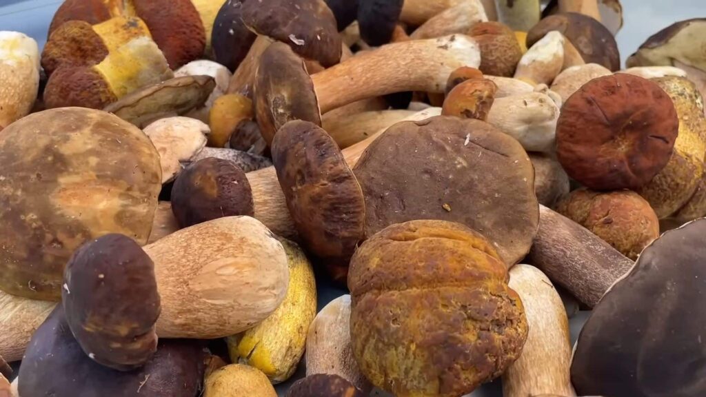 Лесные грибы