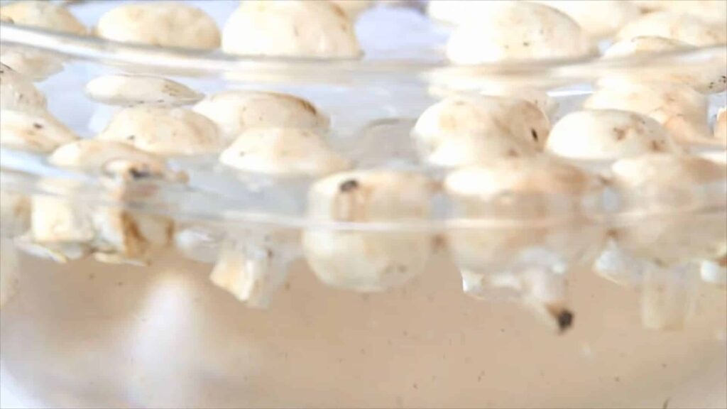 Шампиньоны в воде