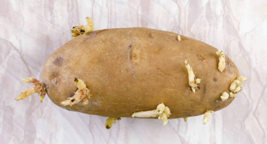 Проросшая картошка