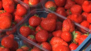 Клубника в лоточке