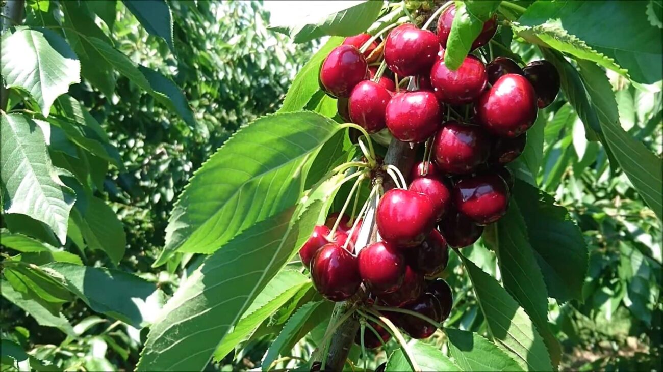 Черещня на дереве