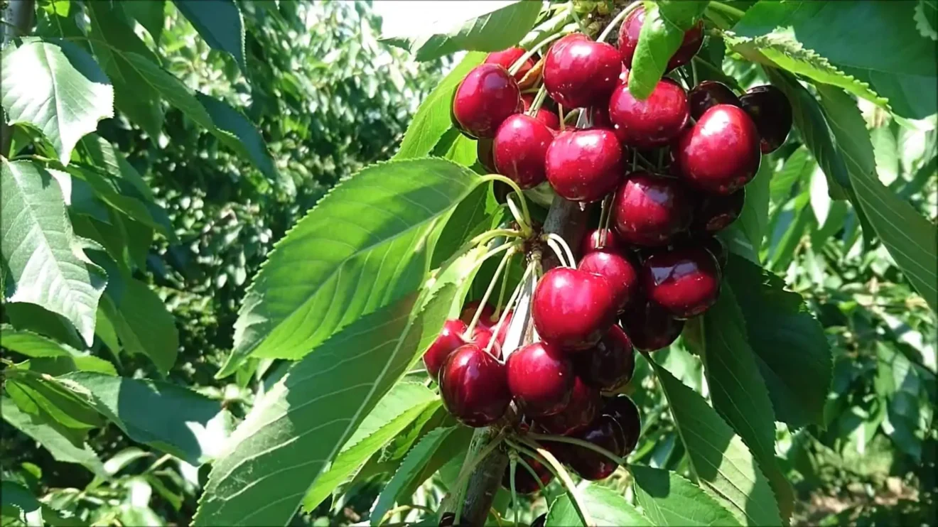 Черещня на дереве