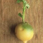 Проросшая картошка