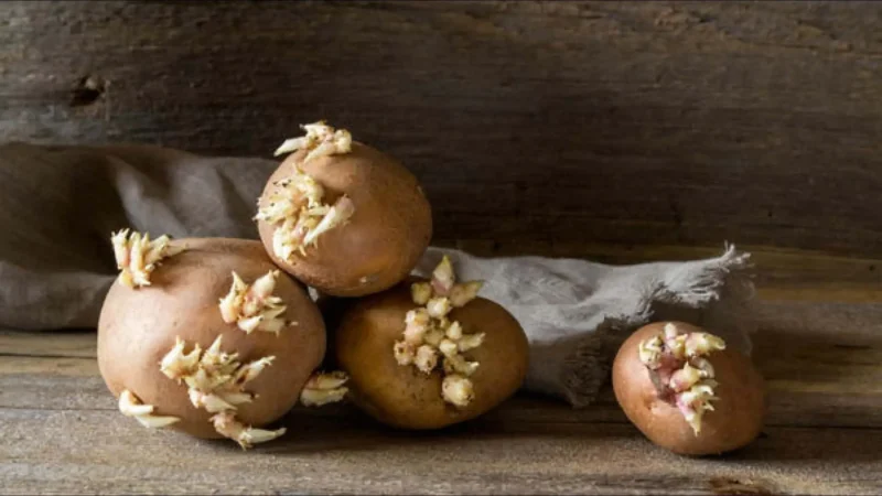 Проросшая картошка