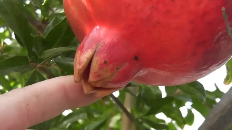 Спелый гранат