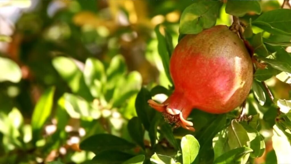 Спелый гранат