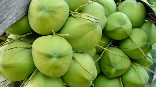 Зелені кокоси